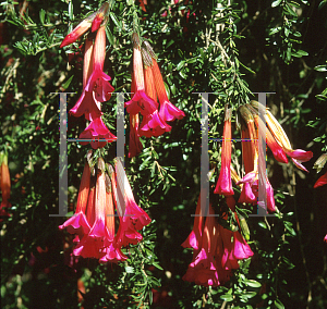 Picture of Cantua buxifolia 