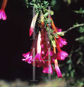 Picture of Cantua buxifolia 