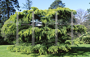 Picture of Cedrus deodara 'Aurea'