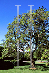 Picture of Quercus suber 