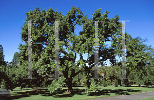 Picture of Quercus acutissima 