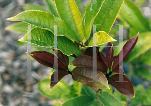 Picture of Osmanthus fragrans 'Fudingzhu'