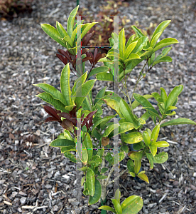 Picture of Osmanthus fragrans 'Fudingzhu'