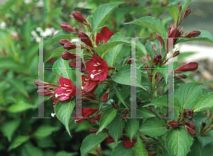 Picture of Weigela florida 'Evita'