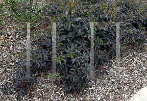 Picture of Sambucus nigra 'Guincho Purple'