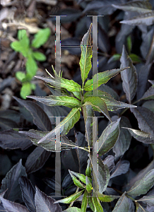 Picture of Sambucus nigra 'Guincho Purple'