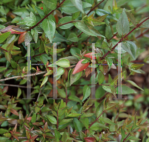 Picture of Abelia x grandiflora 'John Creech'