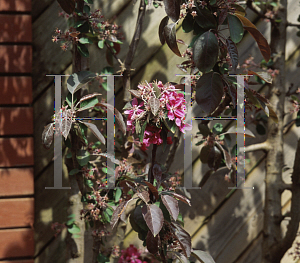 Picture of Malus  'Ballerina'