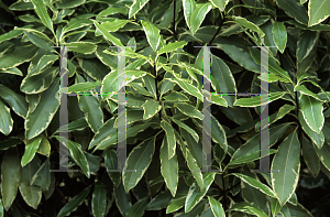 Picture of Pittosporum undulatum 'Variegatum'