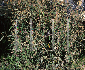 Picture of Lasiopetalum baueri 