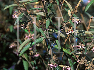 Picture of Lasiopetalum baueri 