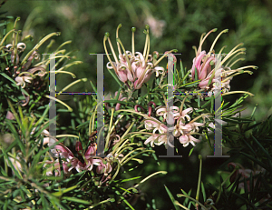 Picture of Grevillea x 'Pink Lady'