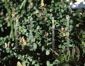 Picture of Correa reflexa var. nummularlifolia 