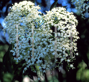 Picture of Sambucus nigra 