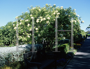 Picture of Sambucus nigra 