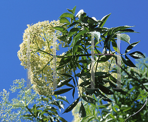 Picture of Sambucus nigra 