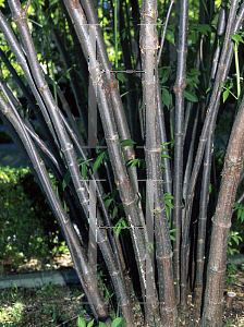 Picture of Sambucus nigra 