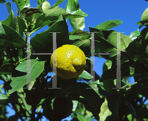 Picture of Citrus limon 