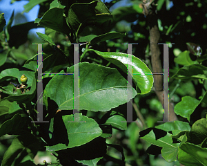 Picture of Citrus limon 