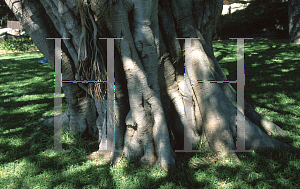 Picture of Ficus obliqua 