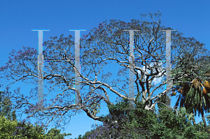 Picture of Jacaranda mimosifolia 