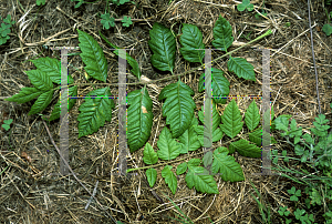 Picture of Koelreuteria paniculata 