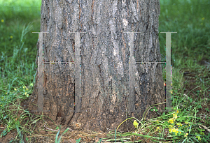 Picture of Koelreuteria paniculata 