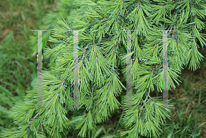 Picture of Cedrus deodara 'Aurea'