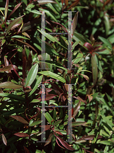 Picture of Agonis flexuosa 'Nana'