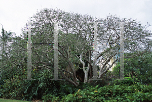 Picture of Psidium cattleianum var. lucidum 