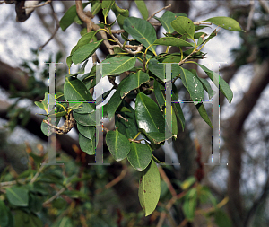 Picture of Psidium cattleianum var. lucidum 