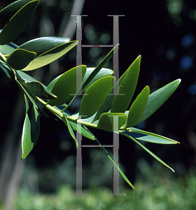 Picture of Agathis macrophylla 