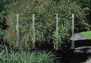 Picture of Cestrum cultum x 
