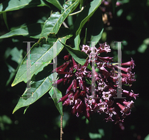 Picture of Cestrum cultum x 
