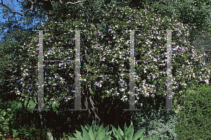 Picture of Brunfelsia australis 
