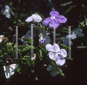 Picture of Brunfelsia australis 