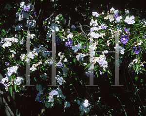 Picture of Brunfelsia australis 