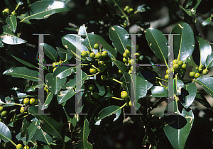 Picture of Ficus obliqua 