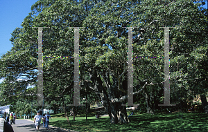 Picture of Ficus obliqua 