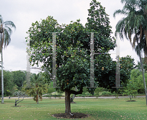 Picture of Artocarpus heterophyllus 