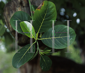 Picture of Artocarpus heterophyllus 