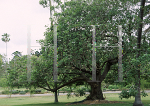 Picture of Erythrina lysistemon 