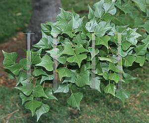 Picture of Erythrina lysistemon 