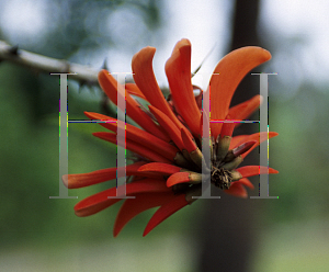 Picture of Erythrina lysistemon 