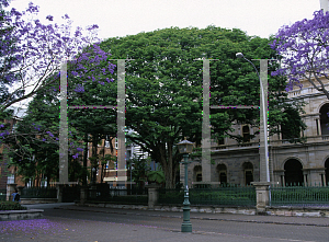 Picture of Caesalpinia ferrea 