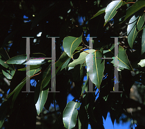 Picture of Corymbia abergiana 