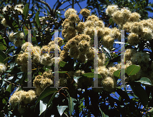 Picture of Corymbia abergiana 