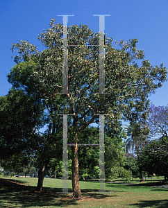 Picture of Corymbia watsoniana 