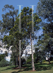 Picture of Corymbia intermedia 