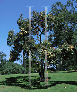 Picture of Corymbia abergiana 